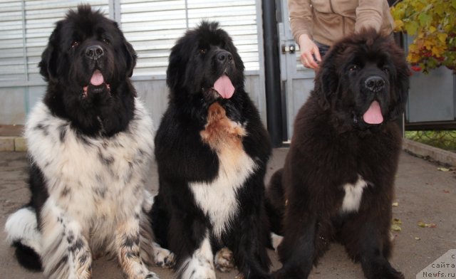 Фотография № 78757