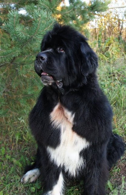 Фотография № 78758