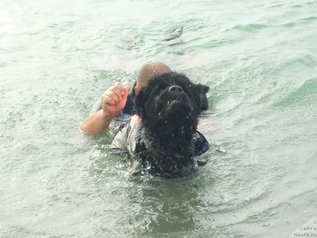 Фото: ньюфаундленд Tselogo Mira Malo iz Arkaima (Целого Мира Мало из Аркаима), YUriy Malev (Юрий Малев)