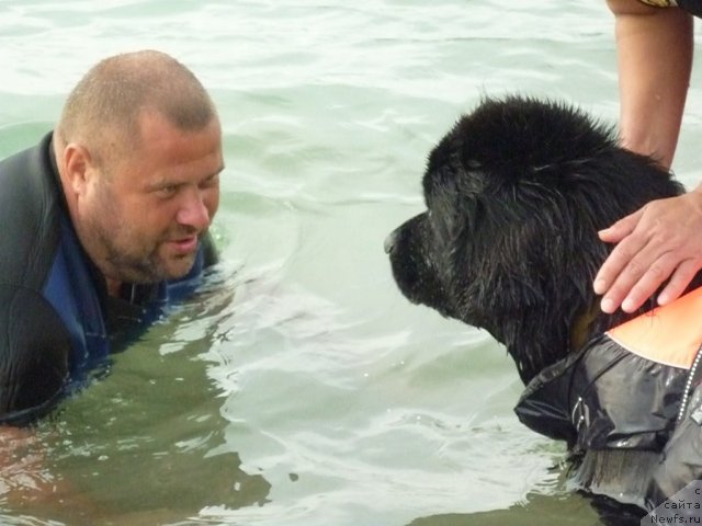 Фото: ньюфаундленд Tselogo Mira Malo iz Arkaima (Целого Мира Мало из Аркаима), YUriy Malev (Юрий Малев)
