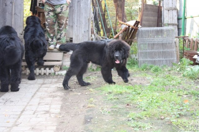 Фото: ньюфаундленд Beguschaya po Volnam Zero Kool (Бегущая по Волнам Зеро Коол)