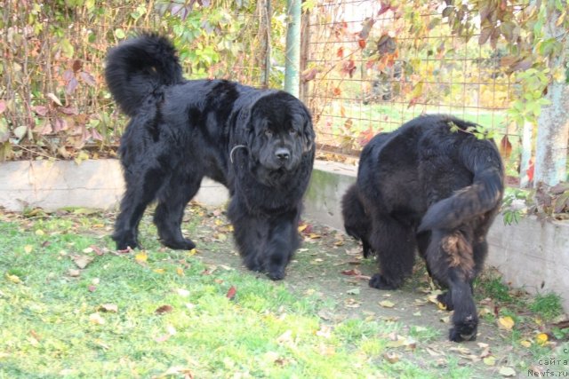 Фото: ньюфаундленд Gloriya Grand Blek (Глория Гранд Блек), ньюфаундленд Fortuna of Giant's Island