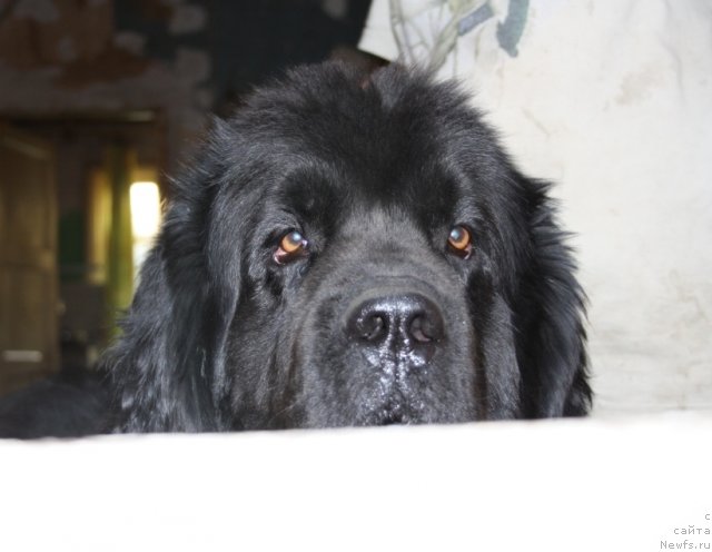 Фото: ньюфаундленд Gay New Space Prestizh (Гай Нью Спейс Престиж)