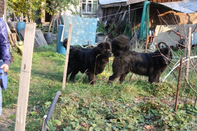 Фото: ньюфаундленд Dar Svezyi Apel'sinka-Mandarinka (Дар Свезы Апельсинка-Мандаринка), ньюфаундленд Gloriya Grand Blek (Глория Гранд Блек)