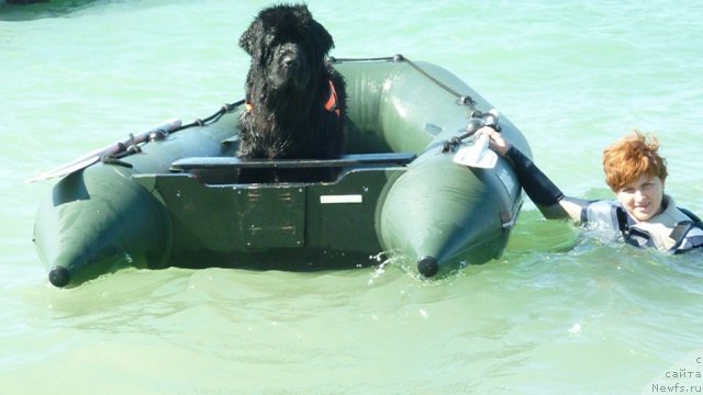 Фото: ньюфаундленд Talula Bell (Талула Белл), Irina Dolotova (Ирина Долотова)