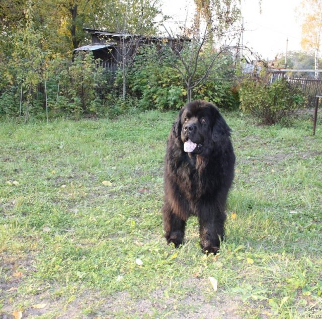 Фото: ньюфаундленд Gay New Space Prestizh (Гай Нью Спейс Престиж)