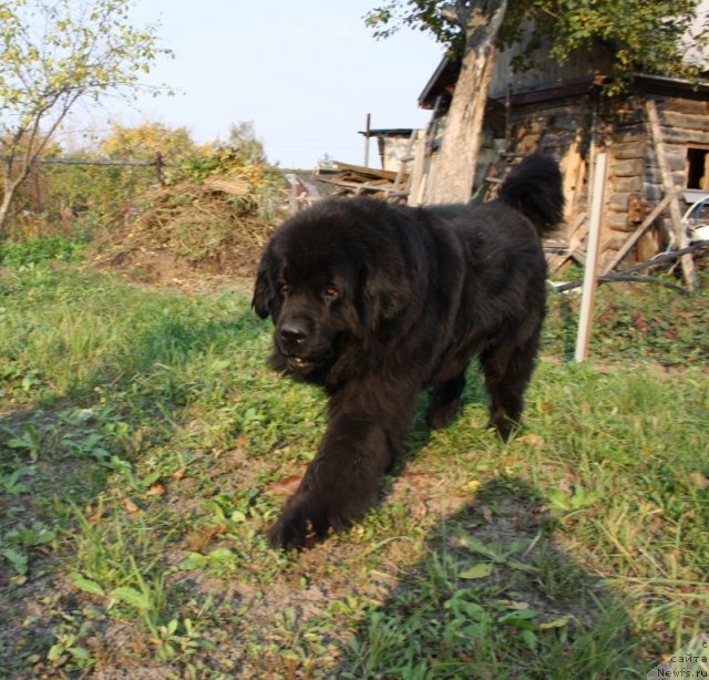 Фото: ньюфаундленд Gay New Space Prestizh (Гай Нью Спейс Престиж)