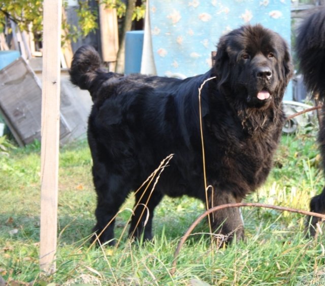 Фото: ньюфаундленд Dar Svezyi Apel'sinka-Mandarinka (Дар Свезы Апельсинка-Мандаринка)