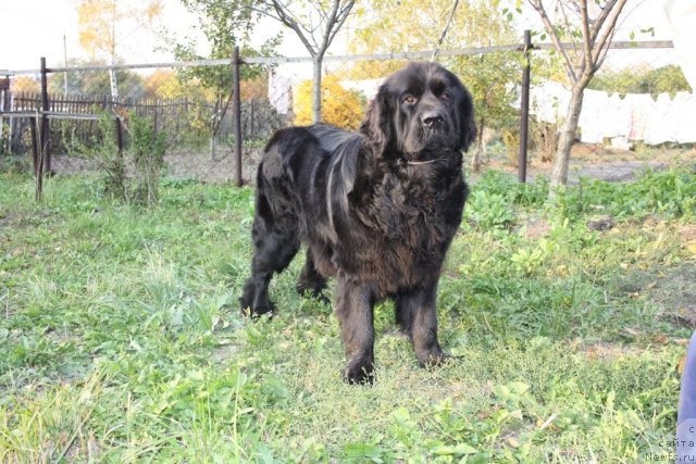 Фото: ньюфаундленд Dar Svezyi Apel'sinka-Mandarinka (Дар Свезы Апельсинка-Мандаринка)