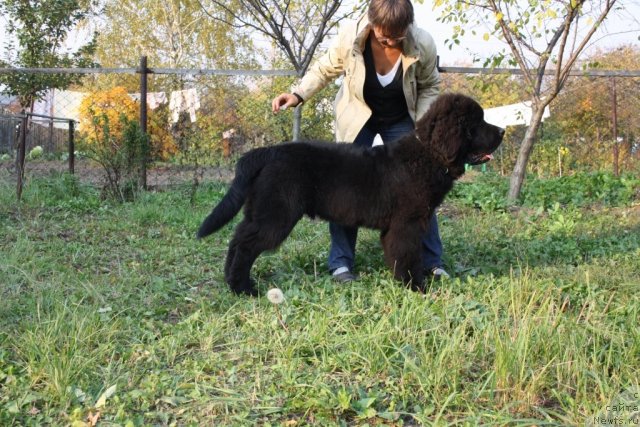 Фото: ньюфаундленд Beguschaya po Volnam Zero Kool (Бегущая по Волнам Зеро Коол)