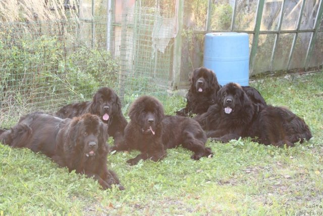 Фото: ньюфаундленд Gloriya Grand Blek (Глория Гранд Блек), ньюфаундленд Fortuna of Giant's Island, ньюфаундленд Beguschaya po Volnam Zero Kool (Бегущая по Волнам Зеро Коол), ньюфаундленд Dar Svezyi Apel'sinka-Mandarinka (Дар Свезы Апельсинка-Мандаринка), ньюфаундленд Gay New Space Prestizh (Гай Нью Спейс Престиж)