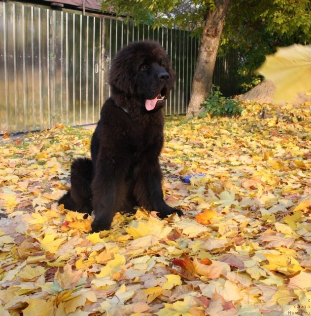 Фото: ньюфаундленд Beguschaya po Volnam Zero Kool (Бегущая по Волнам Зеро Коол)