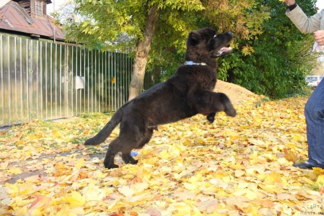 Фото: ньюфаундленд Beguschaya po Volnam Zero Kool (Бегущая по Волнам Зеро Коол)