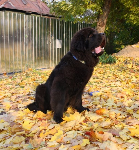 Фото: ньюфаундленд Beguschaya po Volnam Zero Kool (Бегущая по Волнам Зеро Коол)