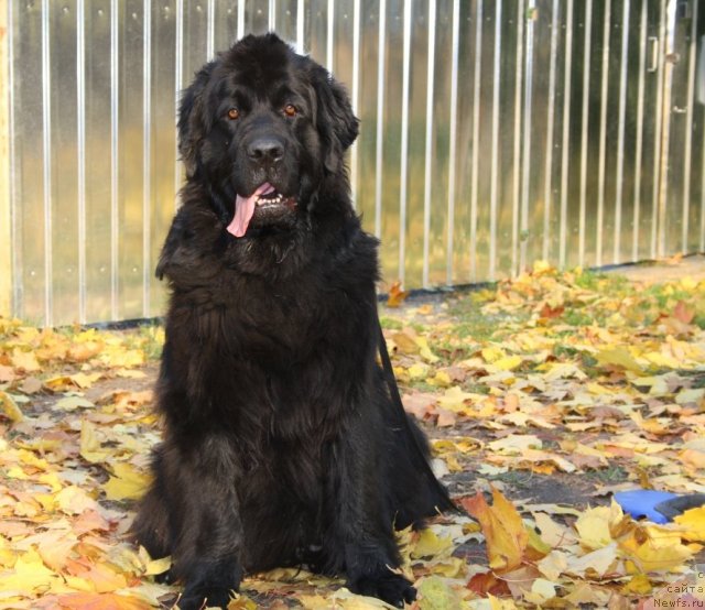 Фотография № 78809