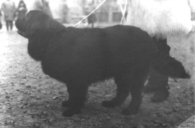 Фото: ньюфаундленд Norella Payana SHer (Норелла Паяна Шер)