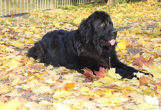 Фотография № 78810