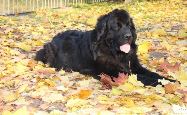 Фотография № 78811