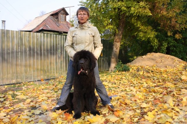 Фото: ньюфаундленд Beguschaya po Volnam Zero Kool (Бегущая по Волнам Зеро Коол)