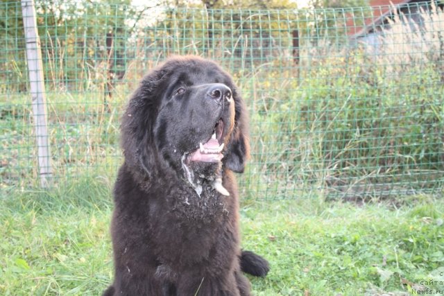 Фото: ньюфаундленд Beguschaya po Volnam Zero Kool (Бегущая по Волнам Зеро Коол)