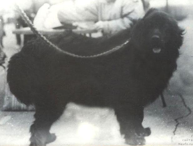 Фото: ньюфаундленд Jak Ifrid Horn (Жак Ифрид Хорн)