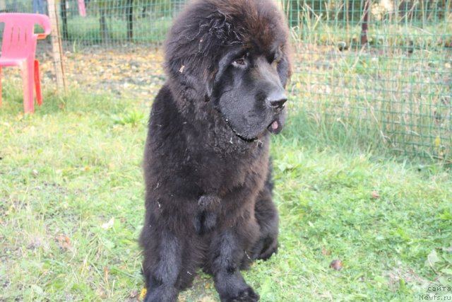 Фото: ньюфаундленд Beguschaya po Volnam Zero Kool (Бегущая по Волнам Зеро Коол)