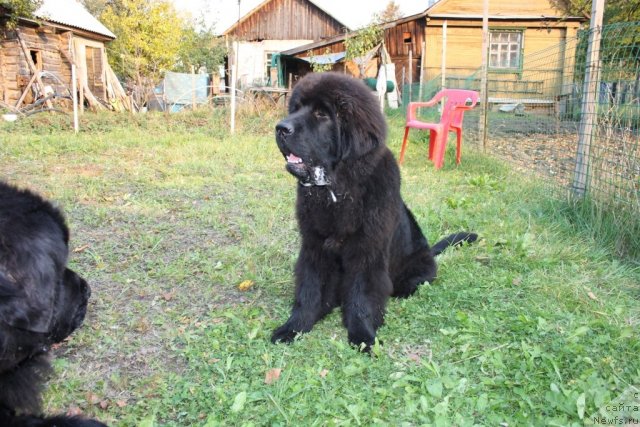 Фото: ньюфаундленд Beguschaya po Volnam Zero Kool (Бегущая по Волнам Зеро Коол)