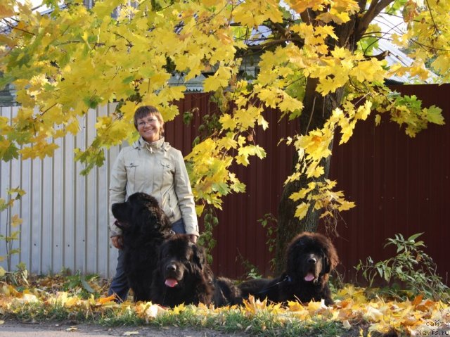 Фото: Elena Kuz'mina (Елена Кузьмина), ньюфаундленд Fortuna of Giant's Island, ньюфаундленд Gloriya Grand Blek (Глория Гранд Блек), ньюфаундленд Beguschaya po Volnam Zero Kool (Бегущая по Волнам Зеро Коол)