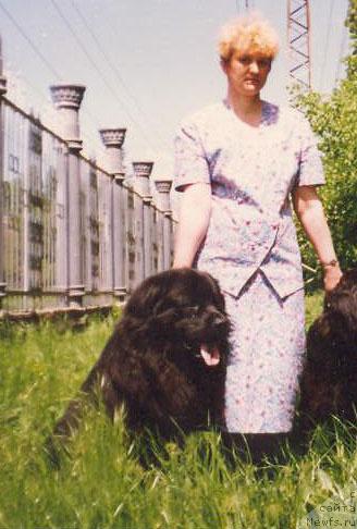 Фото: ньюфаундленд Ielloustoun Seyver (Иеллоустоун Сейвер)