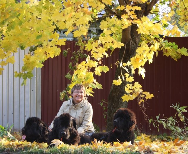 Фото: Elena Kuz'mina (Елена Кузьмина), ньюфаундленд Fortuna of Giant's Island, ньюфаундленд Gloriya Grand Blek (Глория Гранд Блек), ньюфаундленд Beguschaya po Volnam Zero Kool (Бегущая по Волнам Зеро Коол)