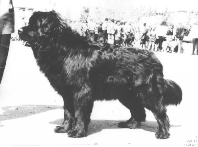 Фото: ньюфаундленд Zahar YUtasher (Захар Юташер)