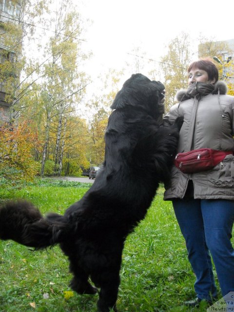 Фото: ньюфаундленд B'yanka Sed'moe CHudo Sveta (Бьянка Седьмое Чудо Света)