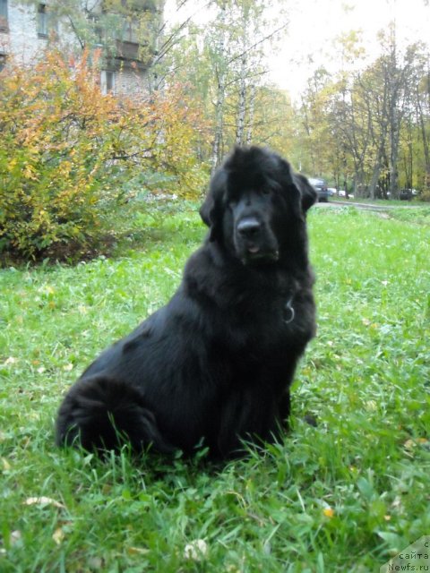 Фото: ньюфаундленд B'yanka Sed'moe CHudo Sveta (Бьянка Седьмое Чудо Света)