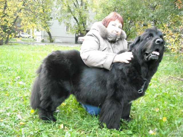 Фото: ньюфаундленд B'yanka Sed'moe CHudo Sveta (Бьянка Седьмое Чудо Света), Elena Mironova (Елена Миронова)