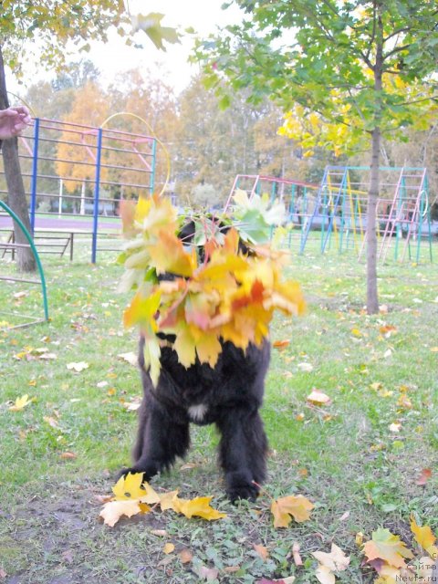 Фото: ньюфаундленд B'yanka Sed'moe CHudo Sveta (Бьянка Седьмое Чудо Света)