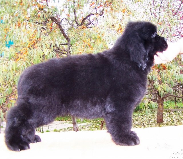 Фото: щенки, ньюфаундленд Aquatoriya Kelvin Zvezdnaya Koroleva (Акватория Келвин Звездная Королева)