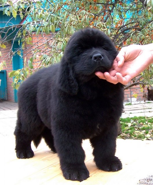Фото: щенки, ньюфаундленд Aquatoriya Kelvin Zvezdnaya Koroleva (Акватория Келвин Звездная Королева)