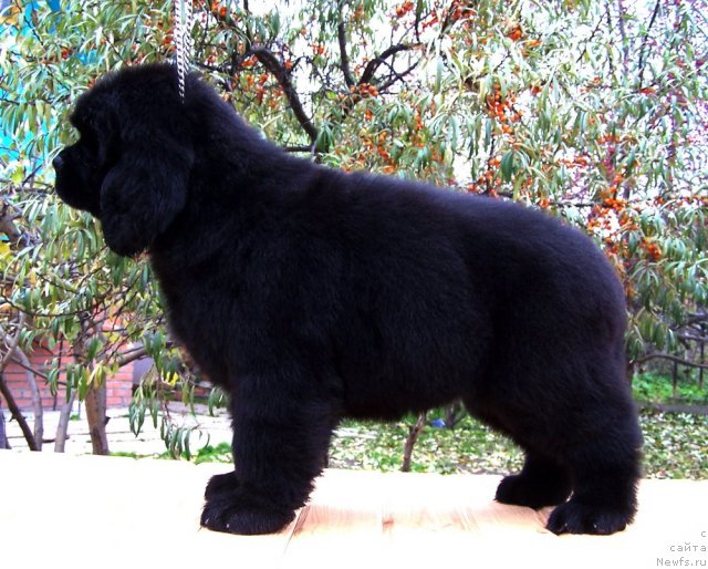 Фото: щенки, ньюфаундленд Aquatoriya Kelvin Zvezdnaya Koroleva (Акватория Келвин Звездная Королева)