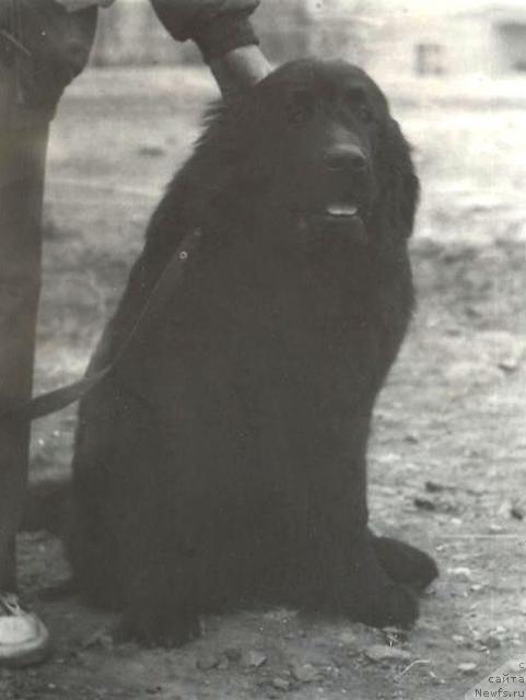 Фото: ньюфаундленд Norbert Payana SHer Horn (Норберт Паяна Шер Хорн)