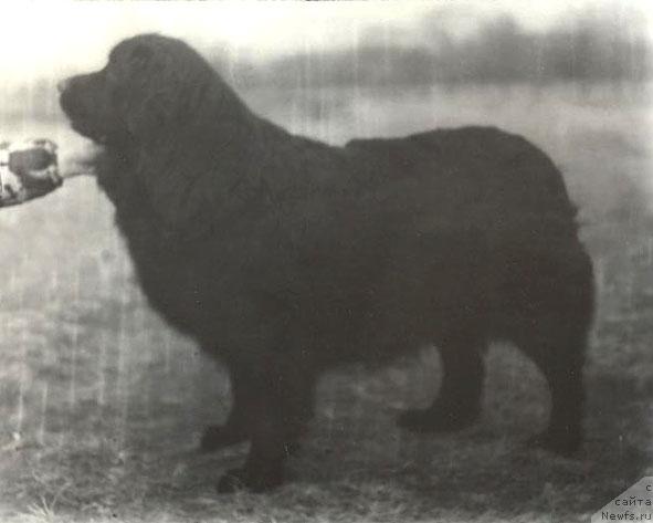 Фото: ньюфаундленд Payana More Dyeskri Kyet (Паяна Море Дэскри Кэт)