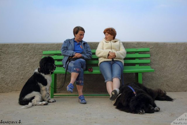 Фото: Kseniya Semikova (Ксения Семикова), ньюфаундленд Piternyuf I Did It Again (Питерньюф И Дид Ит Агаин), Irina Dolotova (Ирина Долотова), ньюфаундленд Jemchug Grand iz Unikal'noy Kollekcii (Жемчуг Гранд из Уникальной Коллекции)