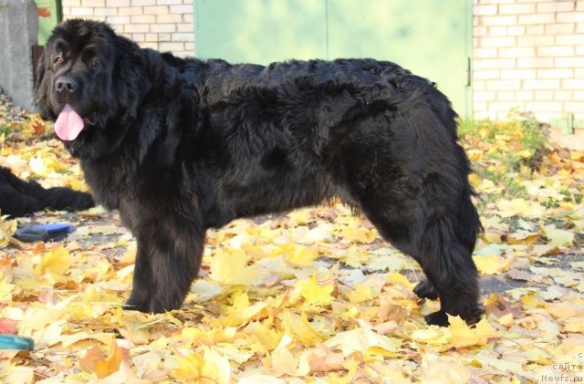 Фотография № 78889