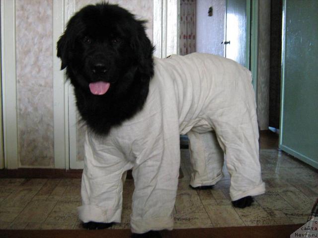 Фотография № 7890