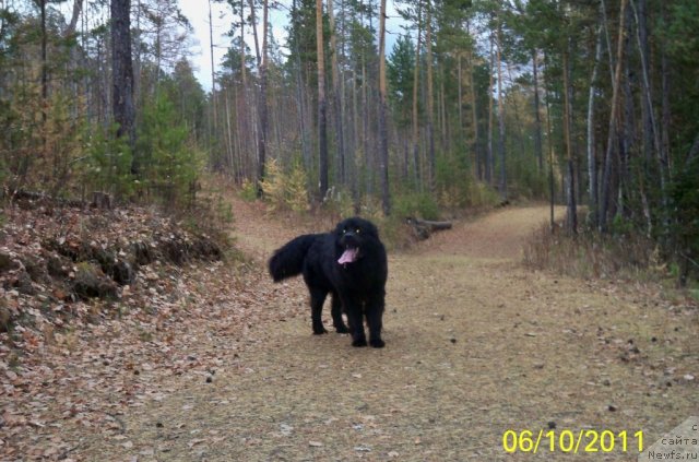 Фото: ньюфаундленд Smigar Volna Uspeha (Смигар Волна Успеха)