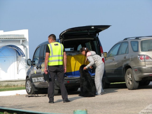 Фото: Anastasiya Mihaylova (Анастасия Михайлова), ньюфаундленд Smigar Gordon Fellow (Смигар Гордон-Феллоу)