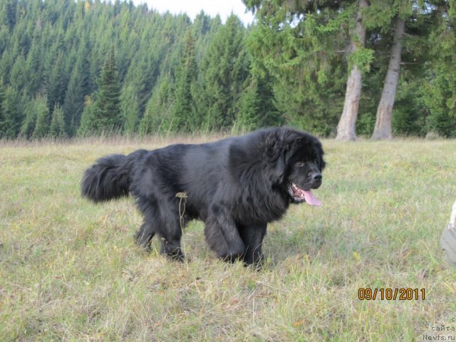 Фото: ньюфаундленд Ih Vyisochestvo Vladlena Madjiks (Их Высочество Владлена Маджикс)