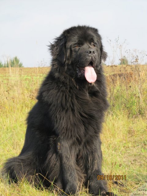 Фото: ньюфаундленд Ih Vyisochestvo Vladlena Madjiks (Их Высочество Владлена Маджикс)