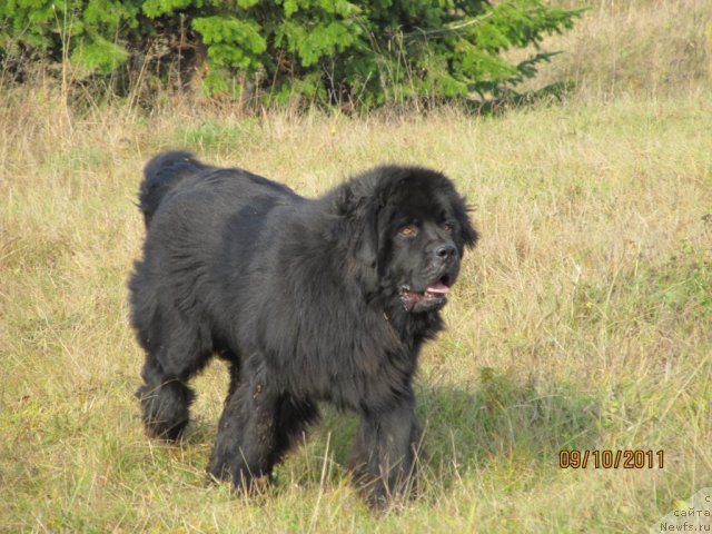 Фото: ньюфаундленд Ih Vyisochestvo Vladlena Madjiks (Их Высочество Владлена Маджикс)
