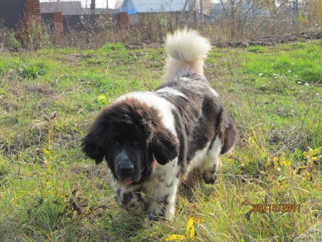 Фото: ньюфаундленд Super Bizon Ekaterinburg (Супер Бизон Екатеринбург)