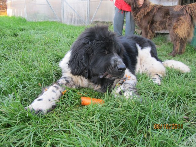 Фото: ньюфаундленд Super Bizon Ekaterinburg (Супер Бизон Екатеринбург)